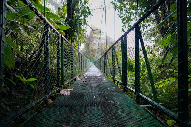 most beautiful forests Monteverde