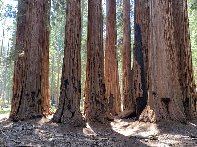 most beautiful forests Giant Sequoia National Monument