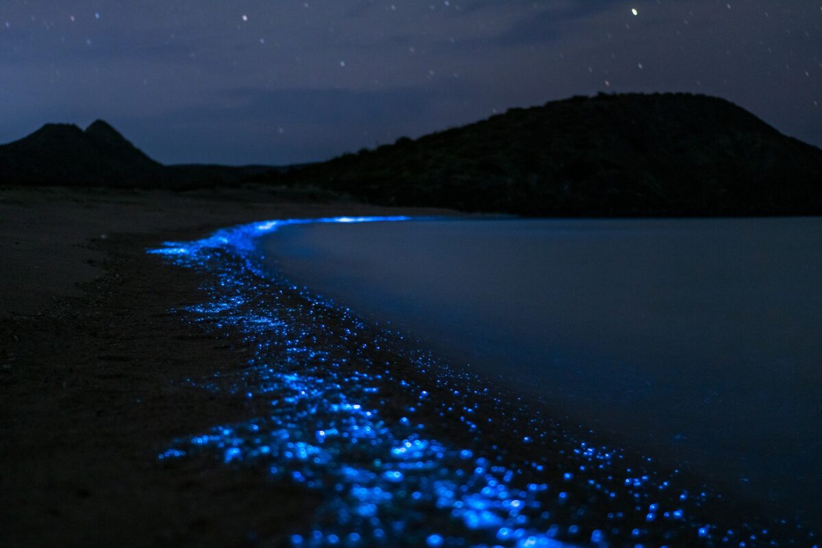 Where to See Bioluminescence: 9 Beautiful Places to Visit