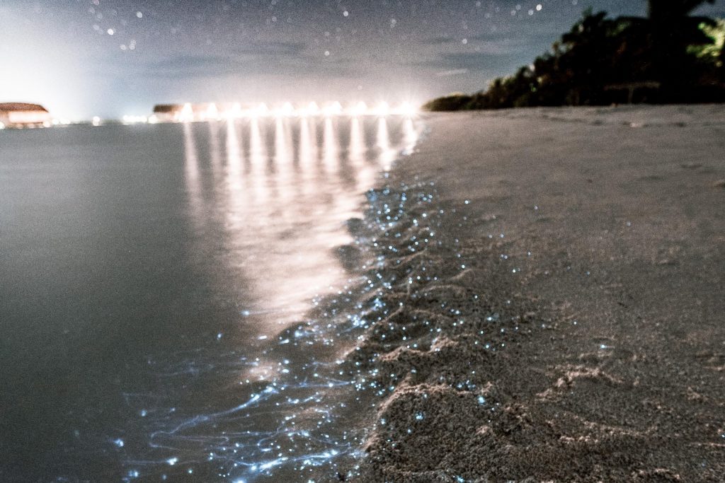 Die besten Orte um Biolumineszenz zu erleben: Malediven.