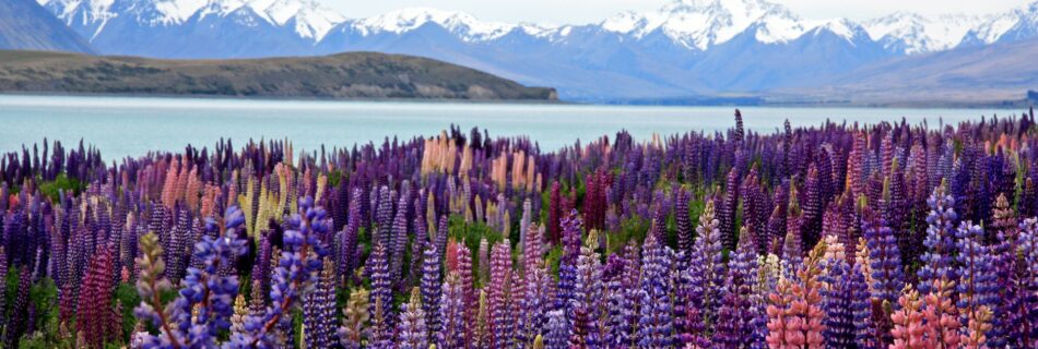 places in new zealand