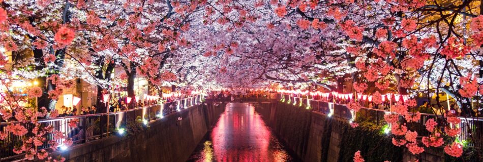 where to see cherry blossoms