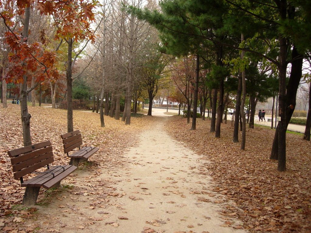 seoul forest