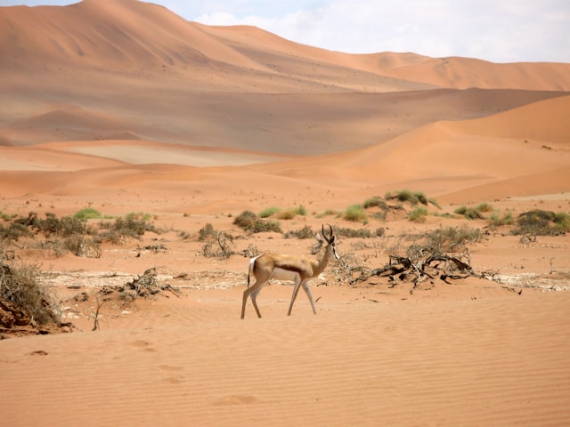 places to travel for young adults Namibia