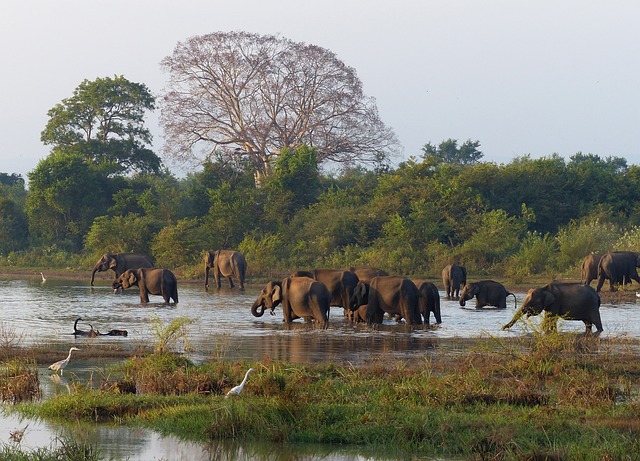 elephants in sri lanka asia