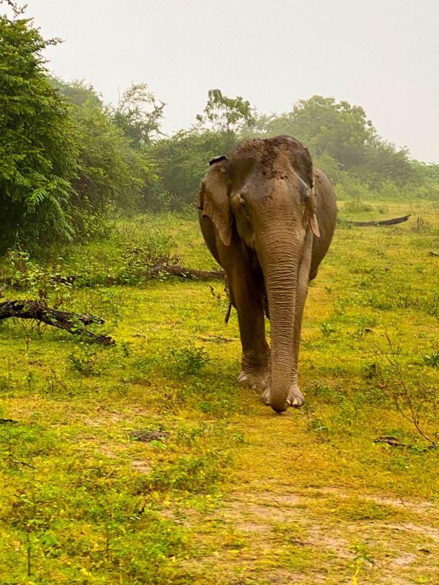 elephants in Sri Lanka