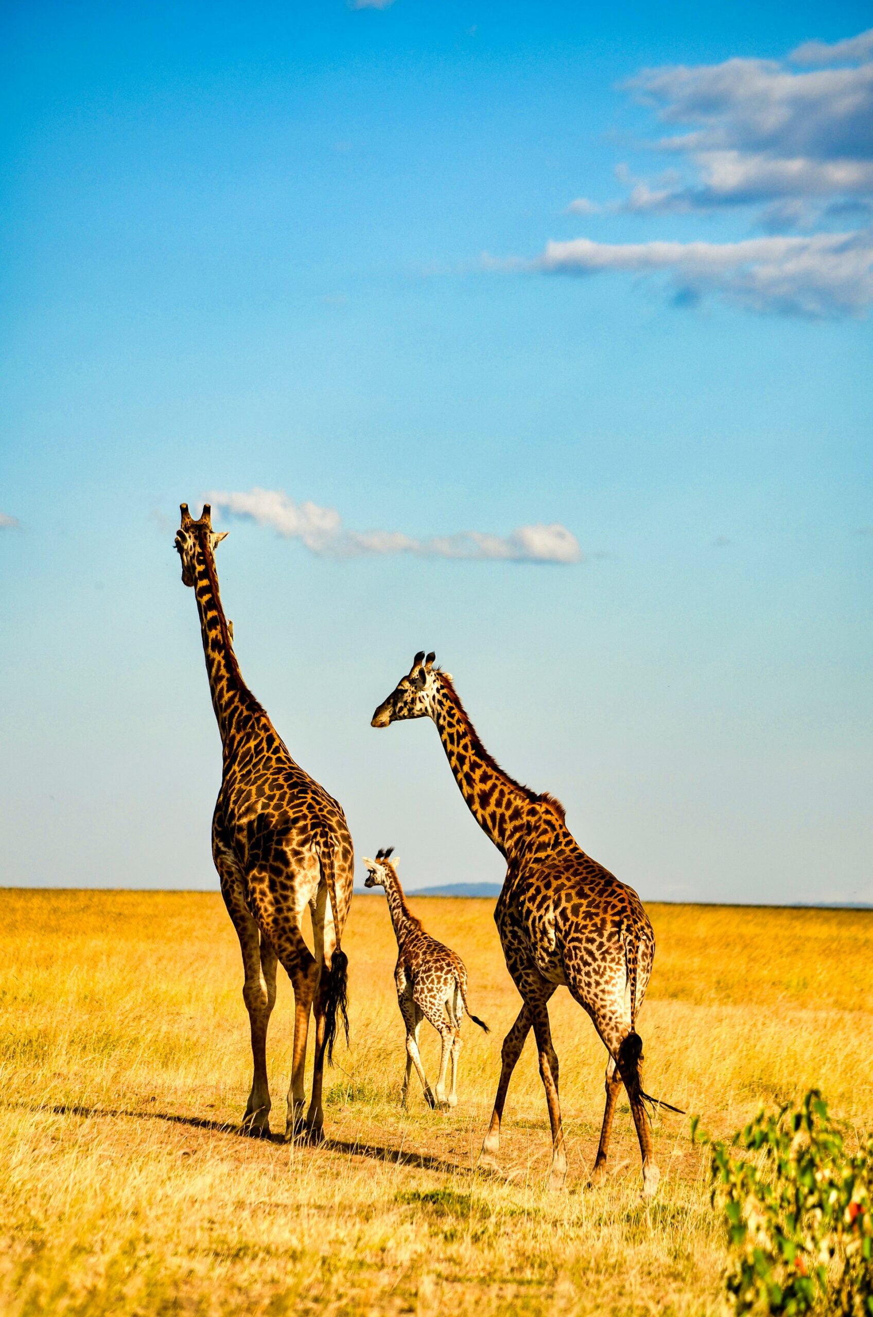 best places to visit in Africa giraffe