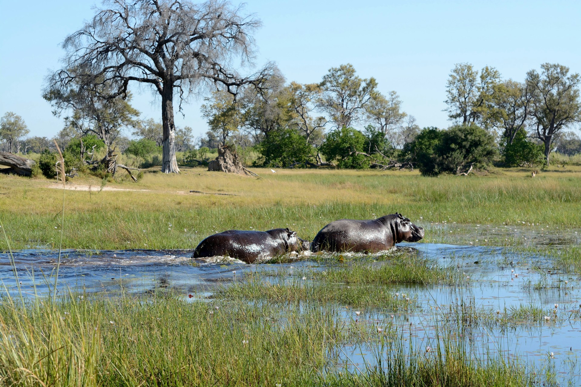 Okavango Delta best places to visit in Africa