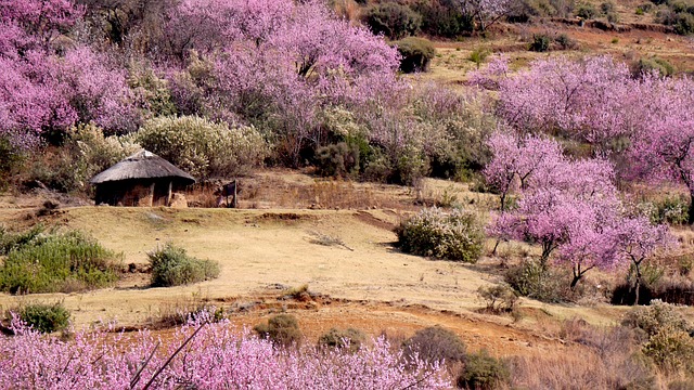 Lesotho most unique international borders