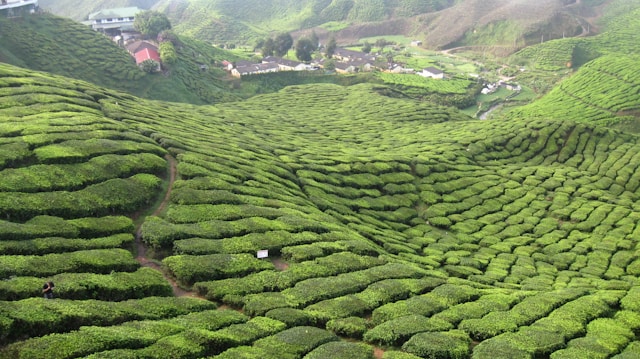 best places to visit before you die Cameron Highlands