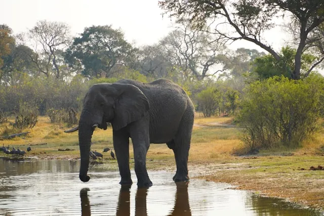 Okavango Delta ecotourism destination