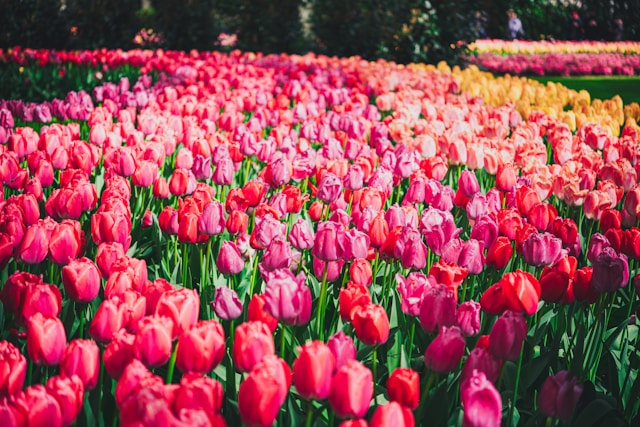 Keukenhof tulip field in Holland
