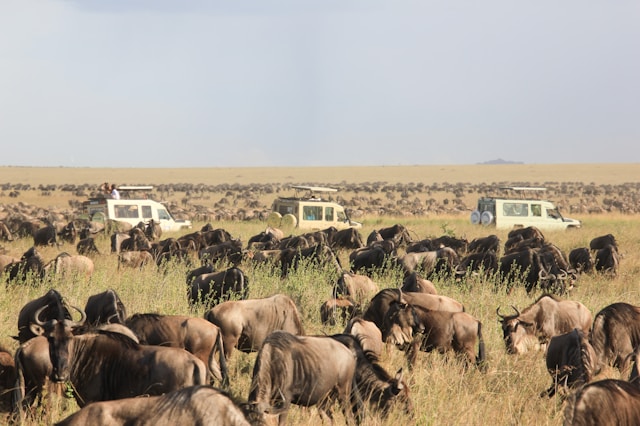 best ecotourism destination Serengeti