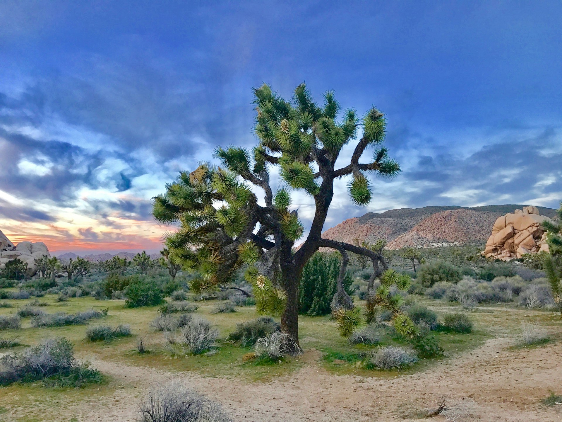 best places to visit in north america Joshua Tree Park