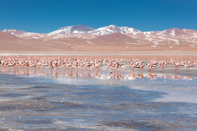 best places to visit before you die Laguna Colorada Bolivia 