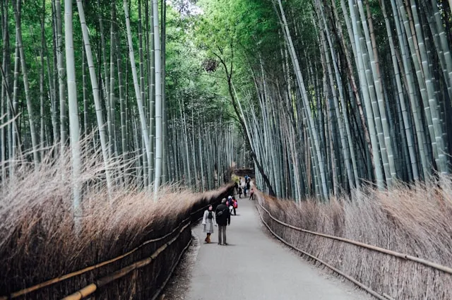 most beautiful forests in the world Arashiyama