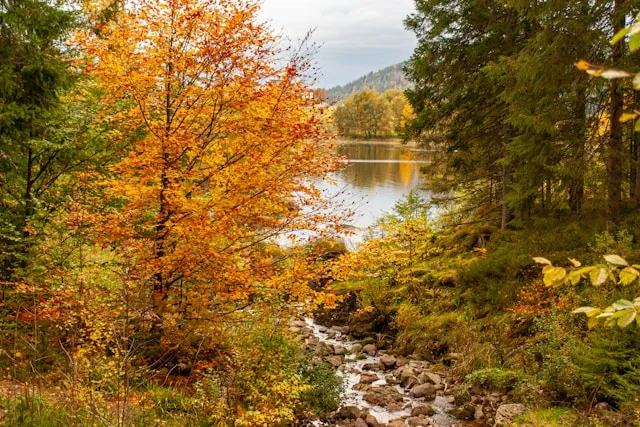 most beautiful forests in the world Black Forest