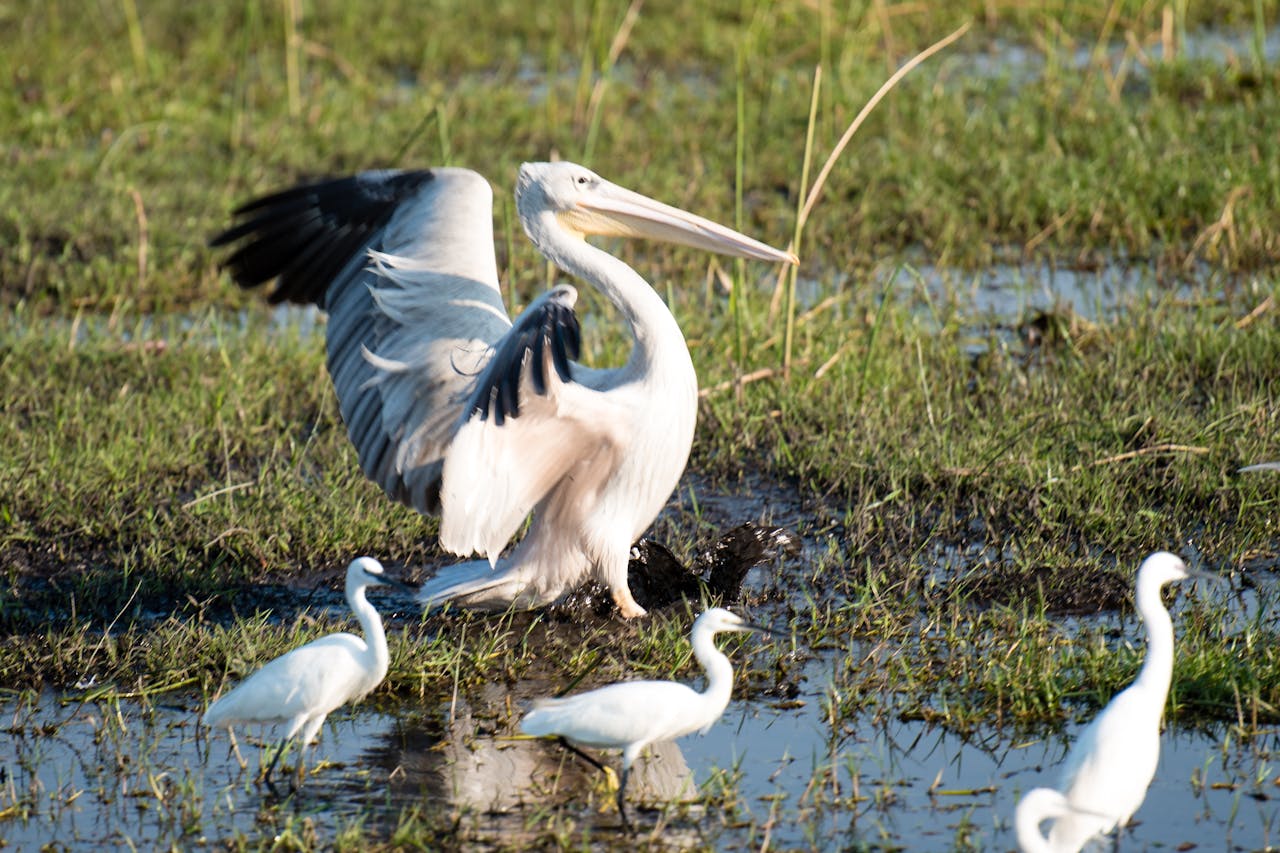 best places to spend winter in Africa Botswana