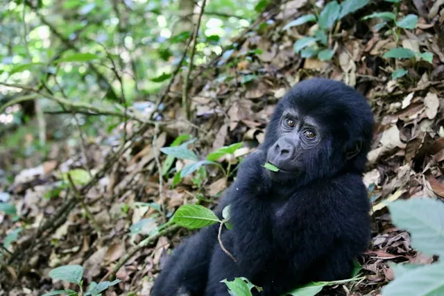 Bwindi National Forest Park