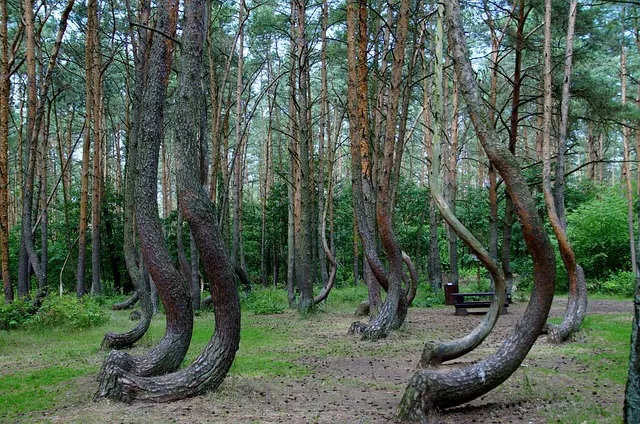 most beautiful forests in the world Crooked Forest