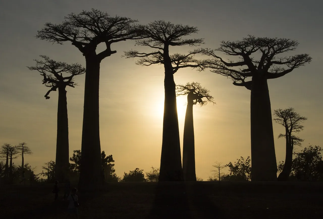 Avenue of the Baobabs