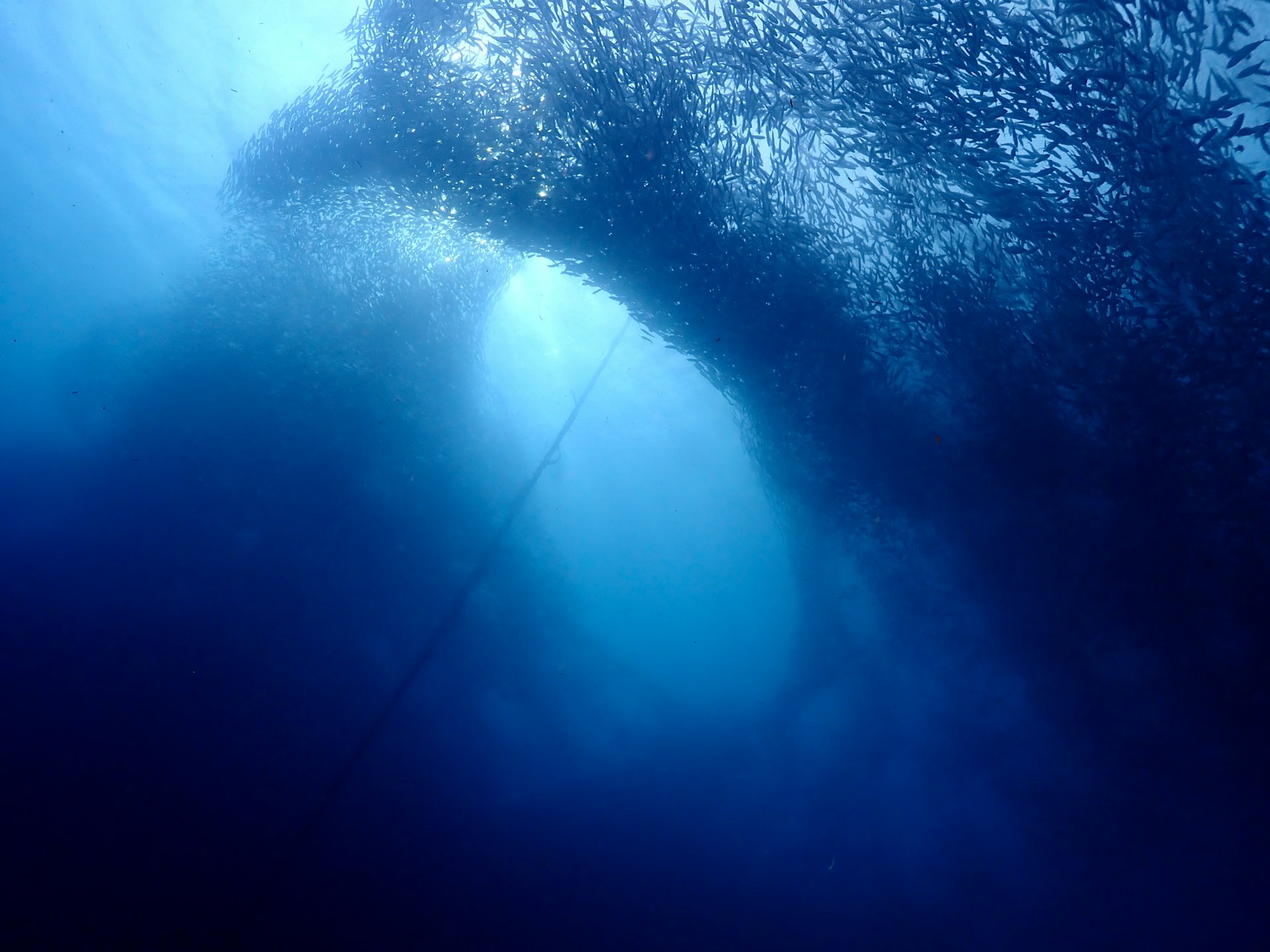 best snorkeling in Asia destinations  Philippines sardine run