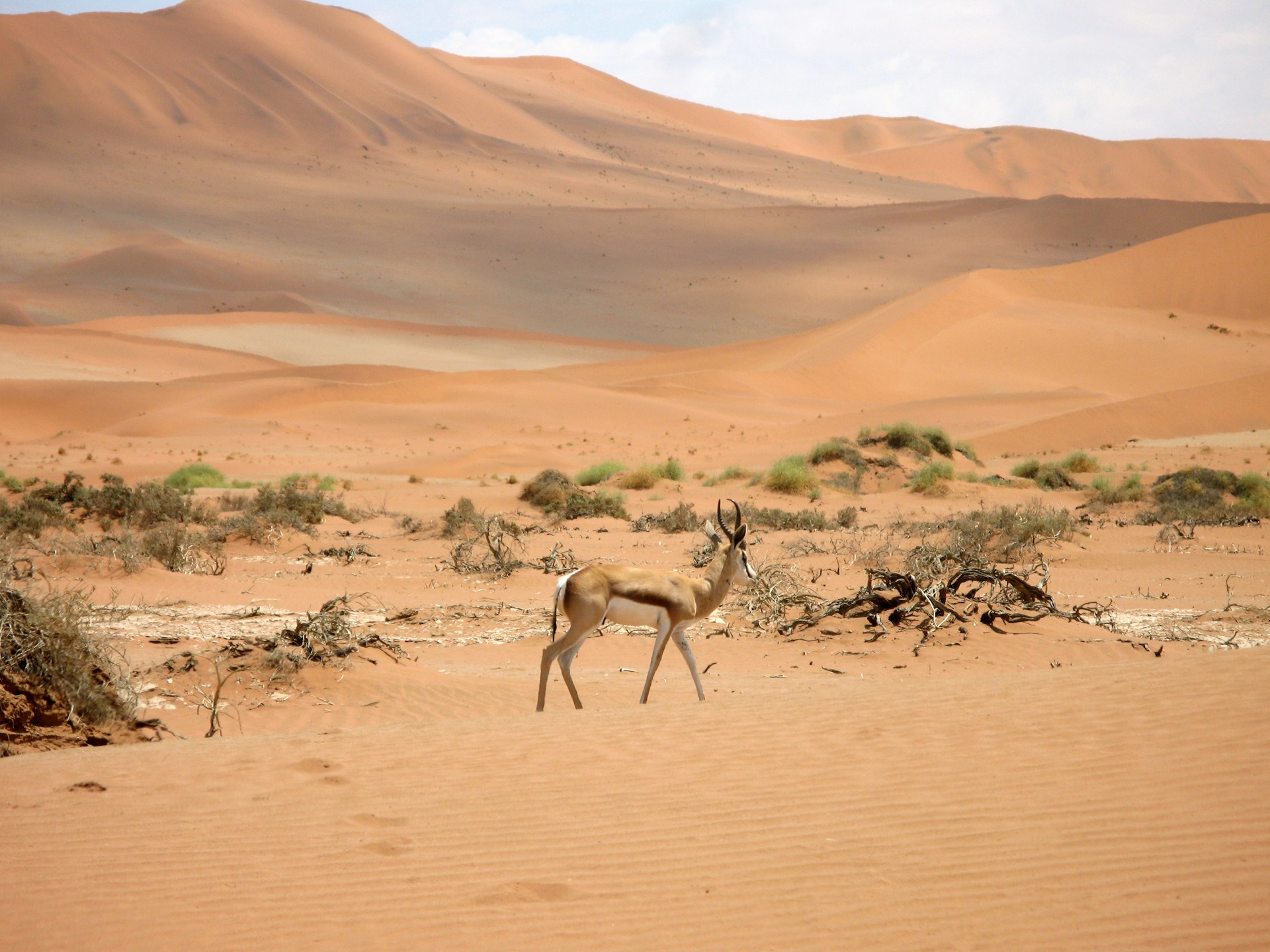 Namibia Desert