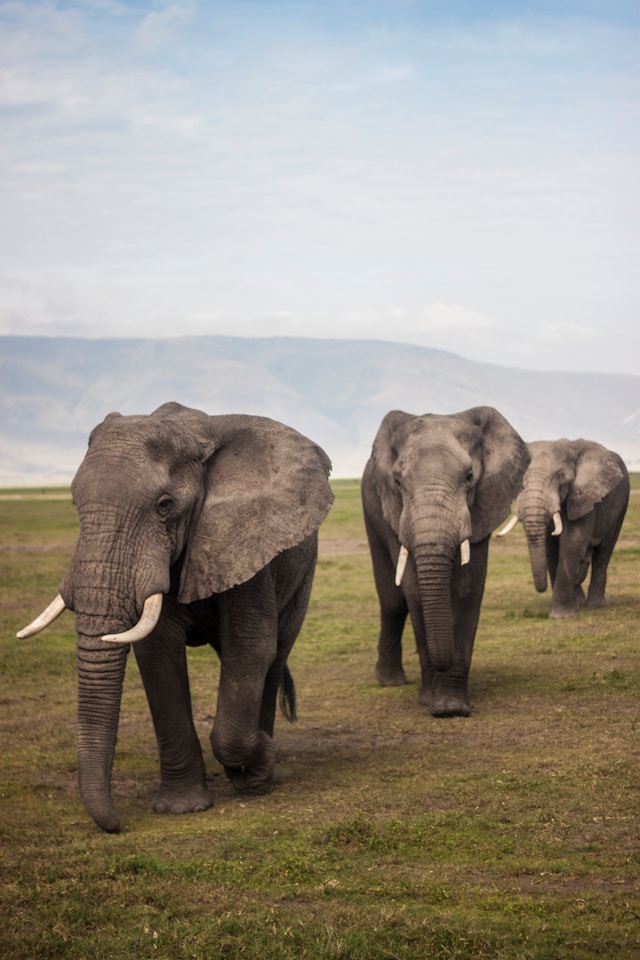 Tanzanian elephants 