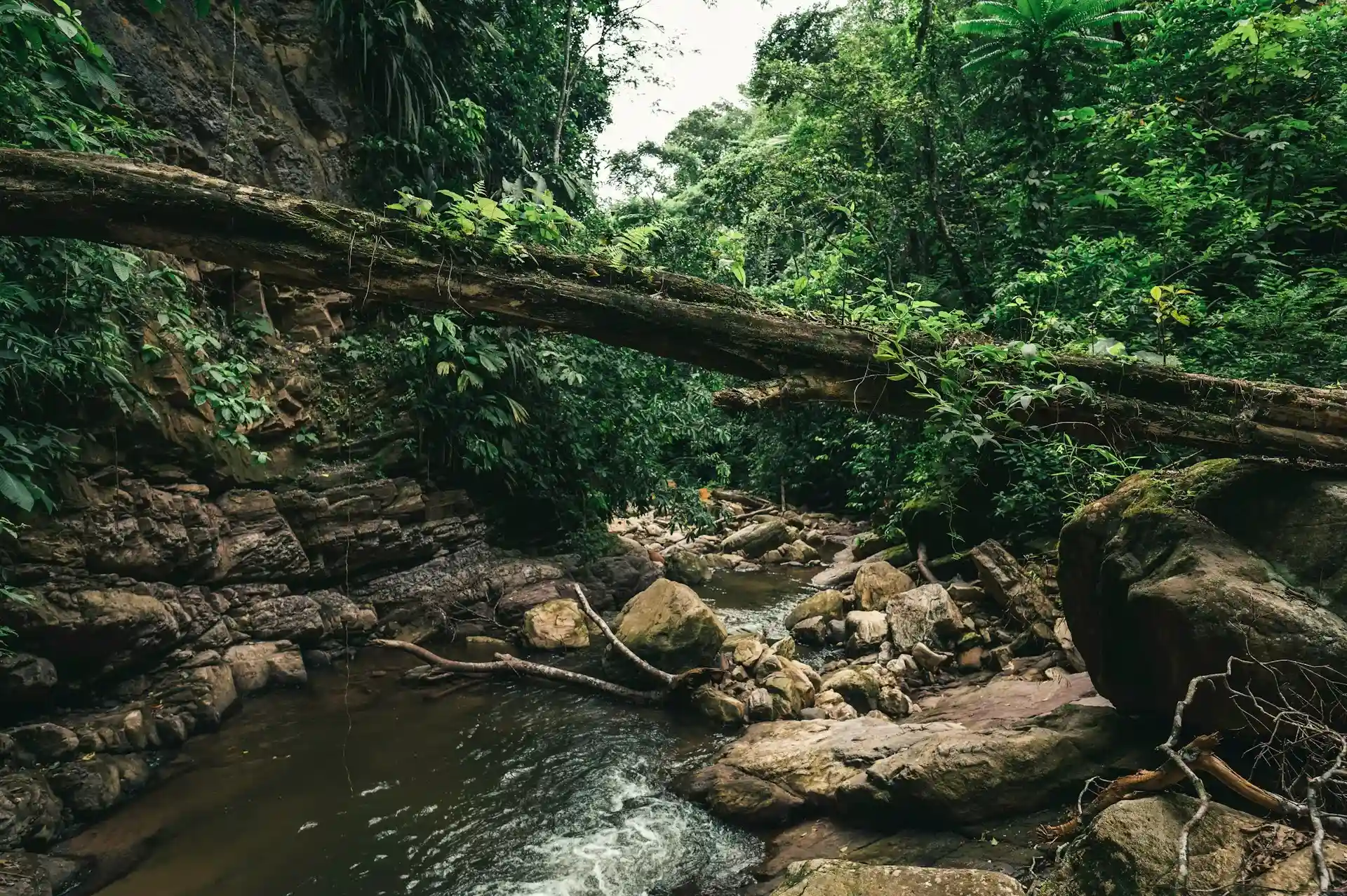 Most Beautiful Forests in the World