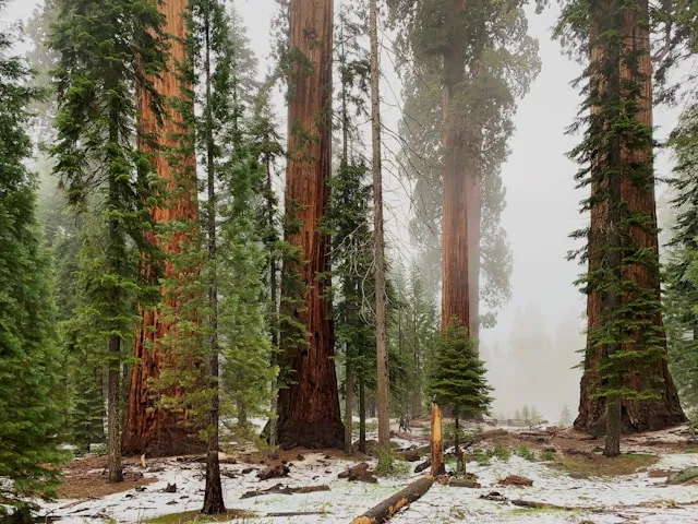 Giant Sequoia forests