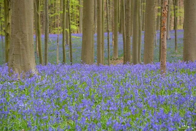 most beautiful forests in the world Hallerbos Forest