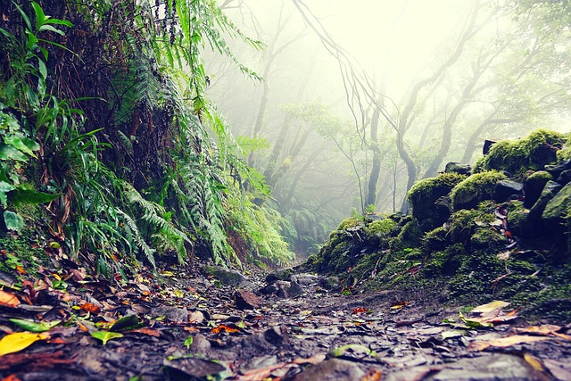 hidden gems in Tenerife Mercedes Forest