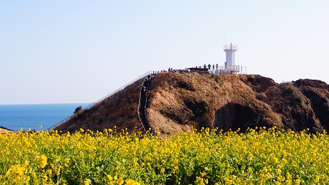 spring in Asia Jeju Island