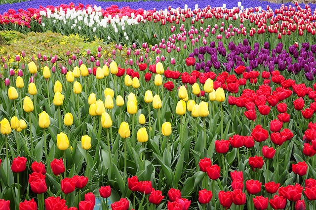 Keukenhof Netherlands parks