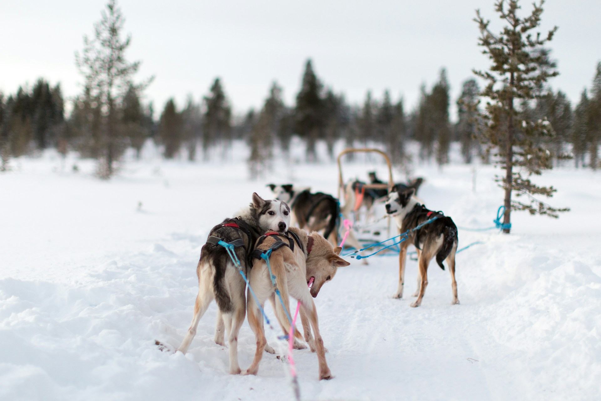 Winter holiday in Finland
