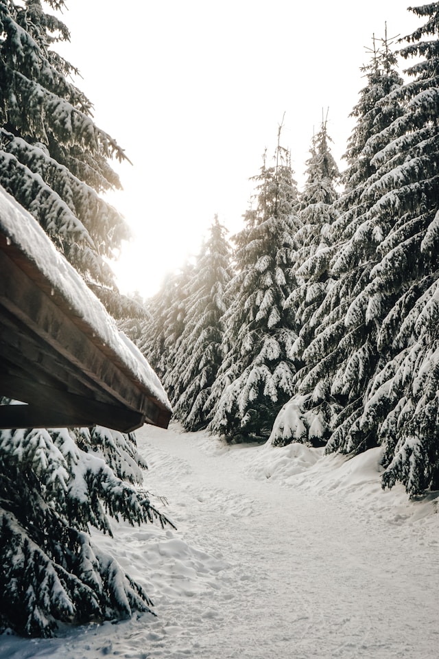 winter in czech republic forest