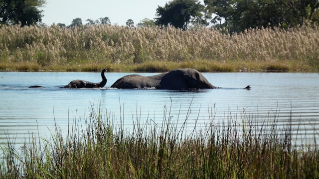 Okavango Delta in Africa best travel spring