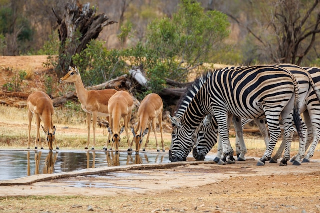 Kruger National Park