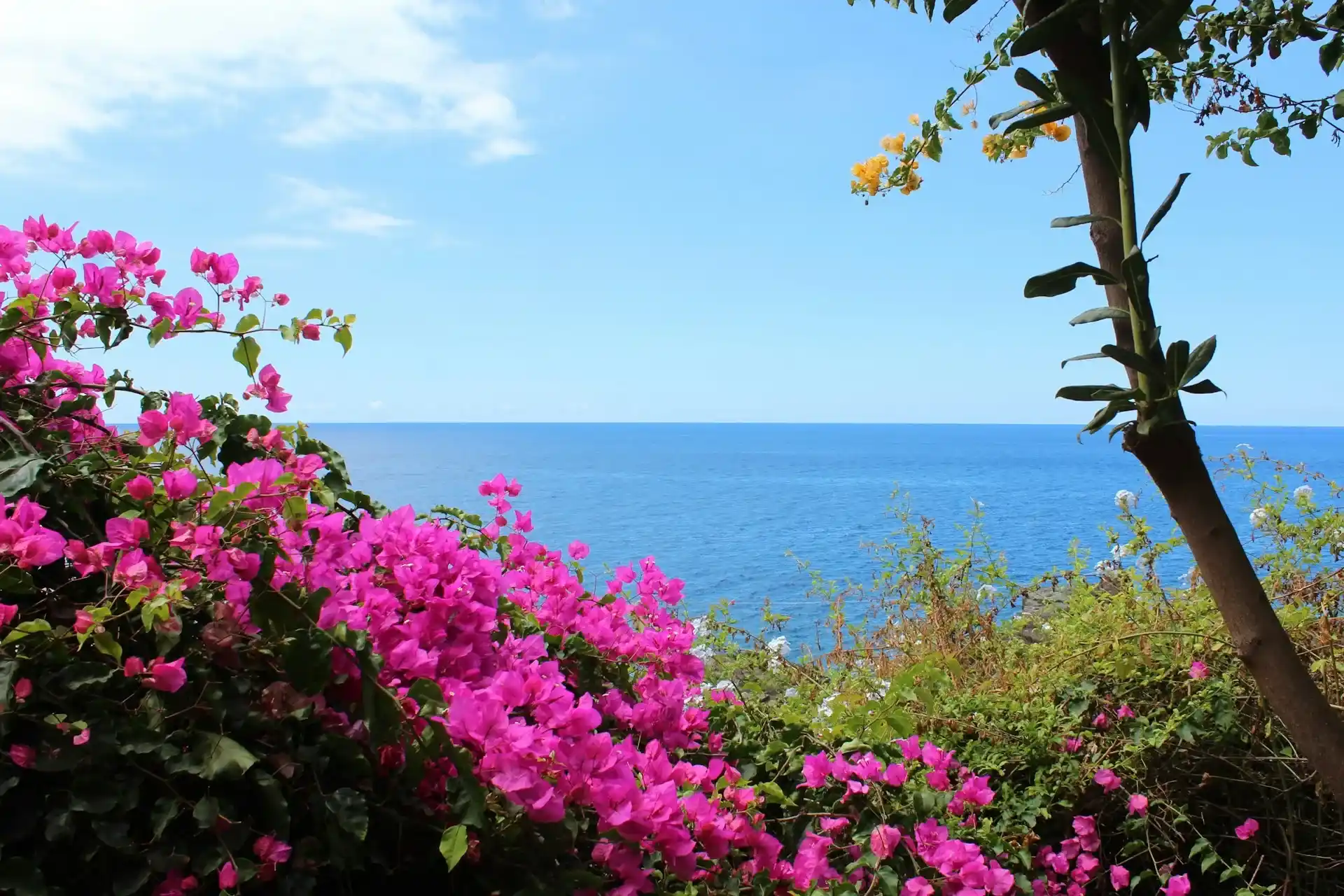 gardens and flowers in Portugal